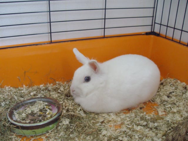 Mon lapin a des crottes collées au derrière