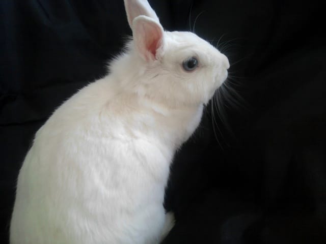 mon lapin  est une lapine finalement