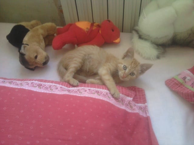 Rouki , chaton abandonné