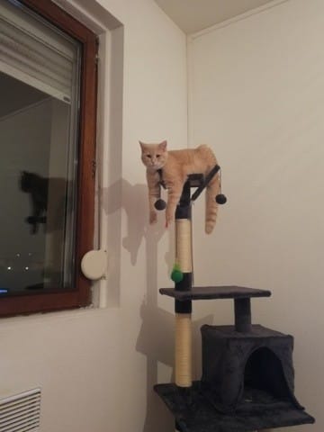 Origines de mon chaton