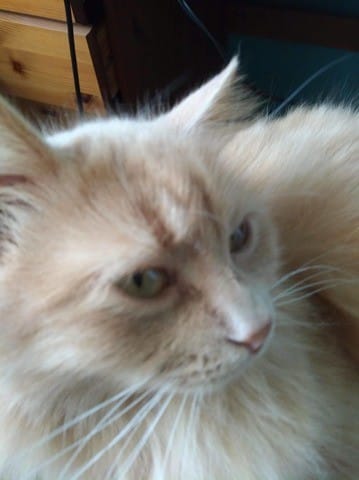 Comment retrouver mon chat?