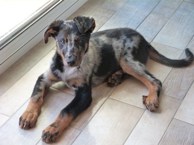 Mon chiot est-il un beauceron?