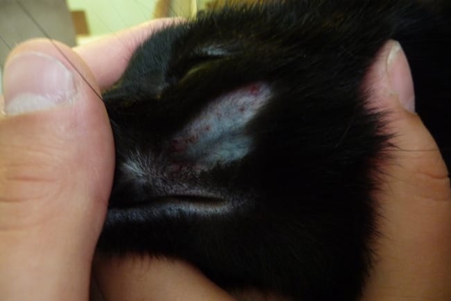 perte de poils et "croutes rouges"