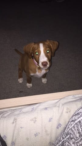 J'aimerais savoir quel race et ma chienne