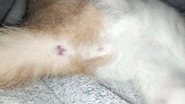 Comment savoir si son chaton de 3 mois est un mâle ou une femelle ?