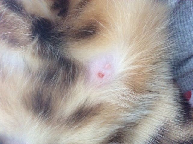 Chat qui a un petit bobo 