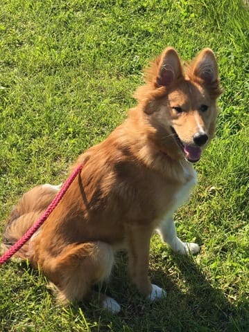 Naya est-elle une Border Collie?