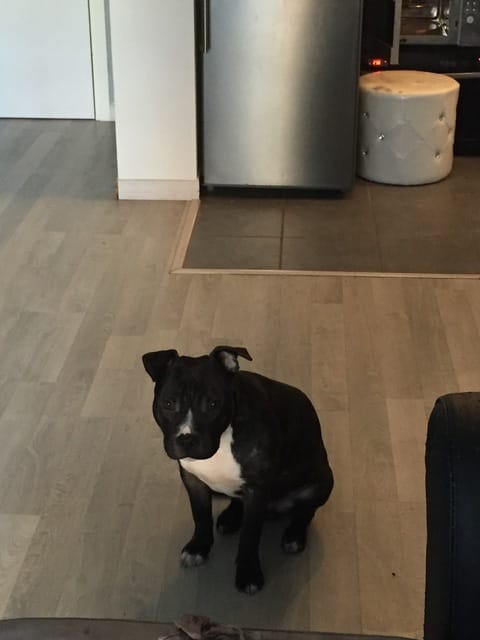 Staff ou staffy ?