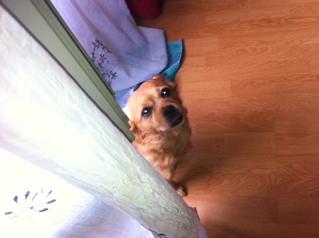 bonjour &nbsp;voici ma petite chienne bebelle son surnom belle