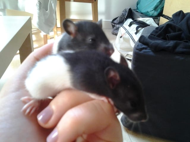 Donne bébés rats hooded noir et blanc