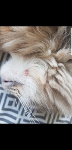 Teigne ou blessure ?