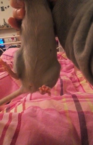 Grossesse de rat