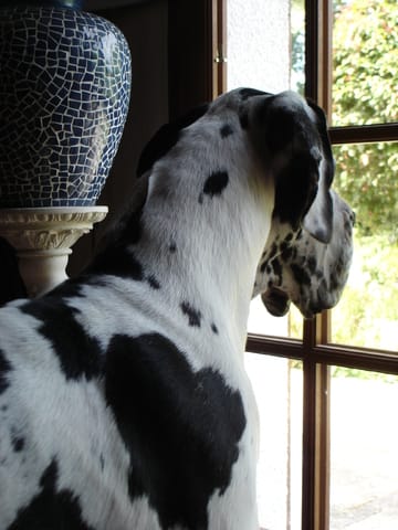 VOTEZ POUR FLOYD, MON AMOUR DE DOGUE