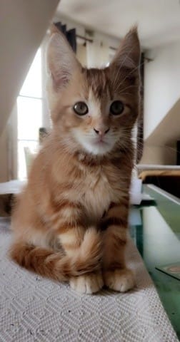 Poils mi-longs ou courts ?