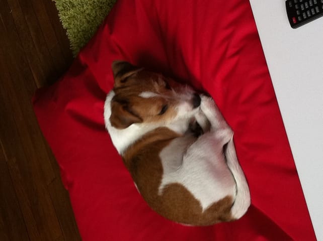 Cherche Jack Russell femelle pour portée!