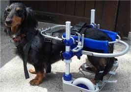 Réeduquer son chien handicapé