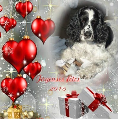 AMIS DE WAMIZ ECHANGEZ VOS VOEUX