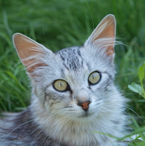 Cid de la Forêt Verte 