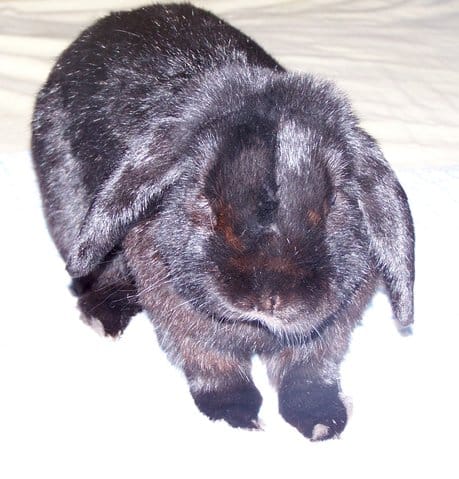 mon lapin est mort ce matin