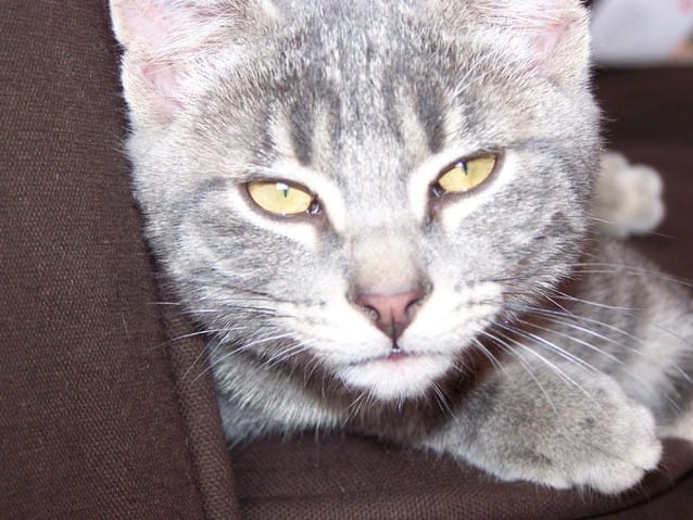 Mon chaton a encore des puces malgré le traitement