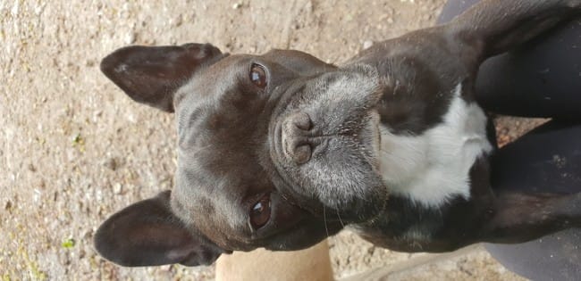 Operazione al palato molle e allargamento delle narici