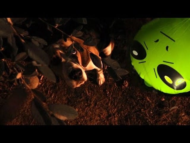 Mon BEAGLE a fait un rodéo avec un ALIEN!