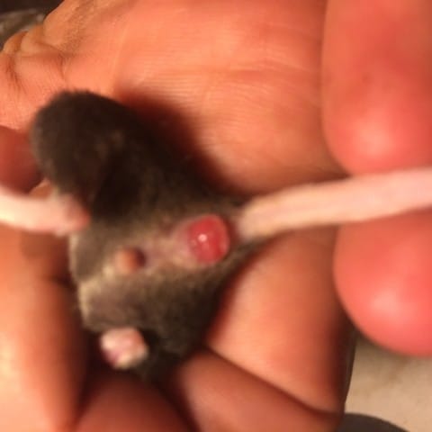 Besoin de conseil pour ma souris