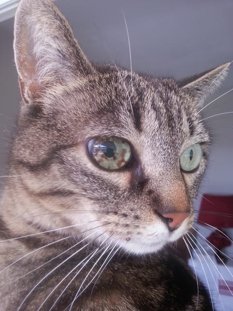 Demande de conseils - Maladie tâches à l'oeil