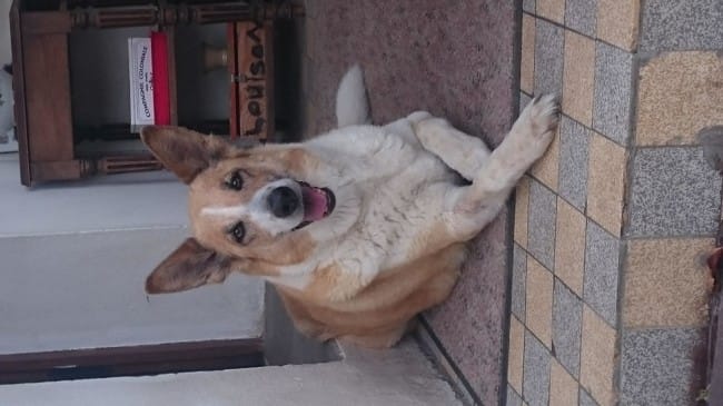 Recherche race de chien