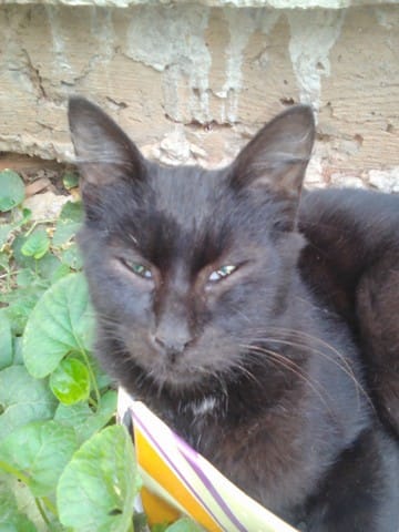 Quatre petits chats, leurs aventures