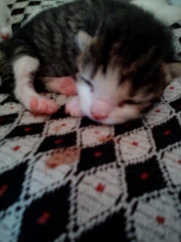 Concours -Le plus beau chaton -