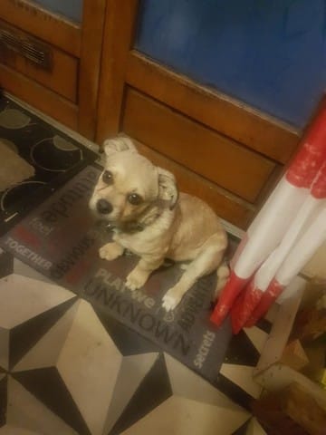 cherche quel race est mon chiot