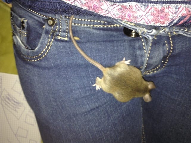 Je me demande si ma souris n'est pas enceinte ?