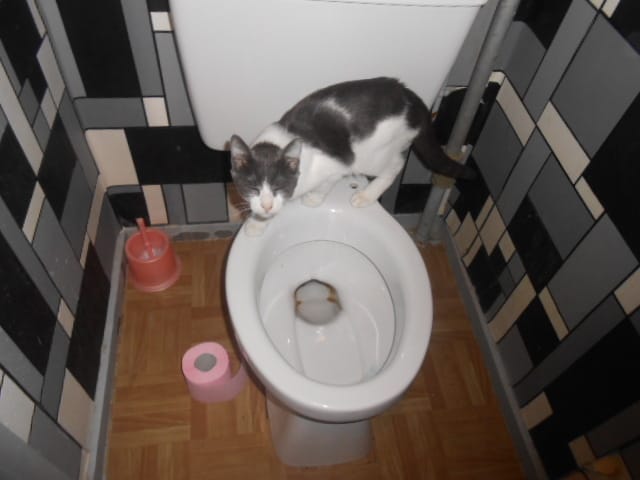 Les passionés de chats, c'est ici !