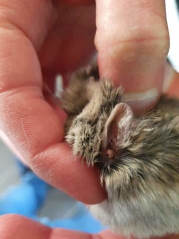 Kyste sous l'oreille