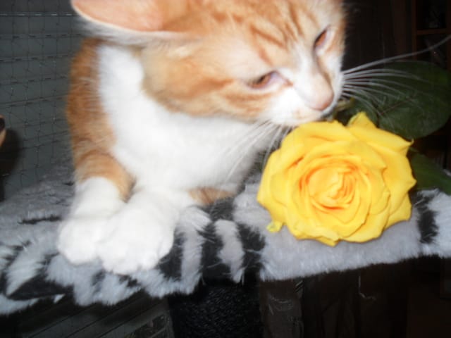 France miaule et gratte toute la nuit