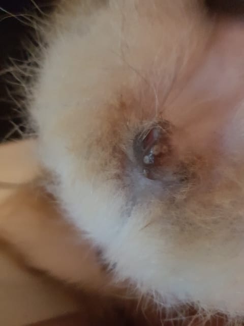 bouton blanc et gonflement lèvre génitale