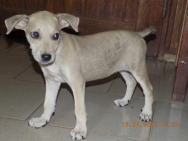 Connaitre la race de mon chien