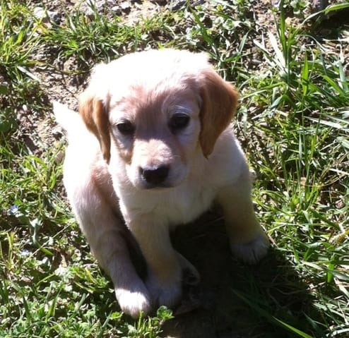 croquette ou pâté pour un chiot