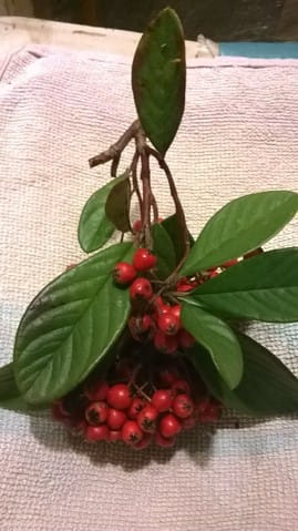 plante toxique