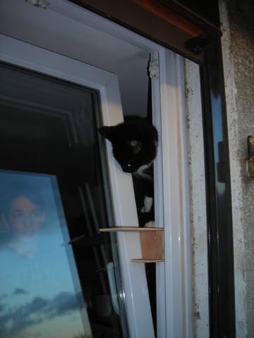 La passerelle pour chats