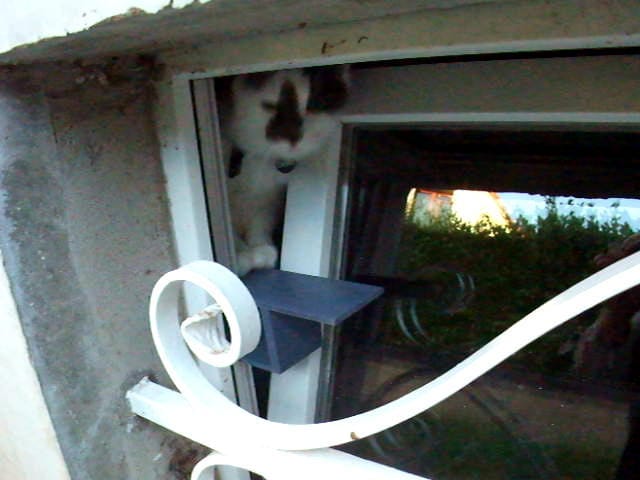 La passerelle pour chat