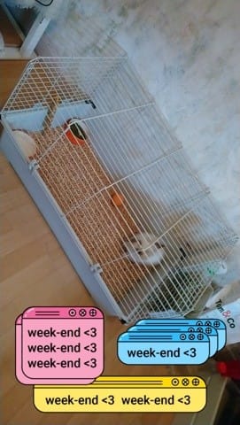 Mon lapin a peur de moi