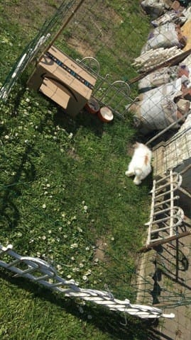 Vaccins lapin