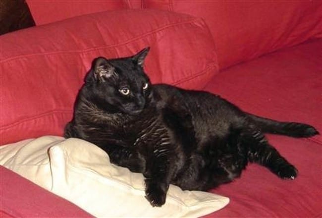 Chat pas tres joueur de 4 ans 10kg est-ce vieux ?