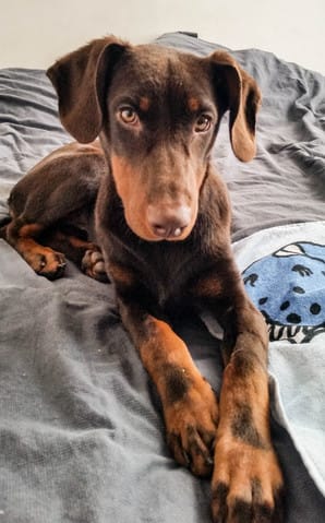 Doberman ou Beauceron