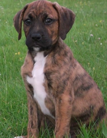 Boxer croisé ?