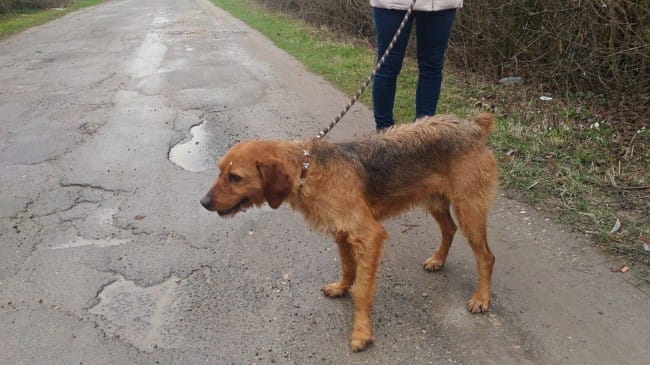 Race de notre futur chien adopté en SPA