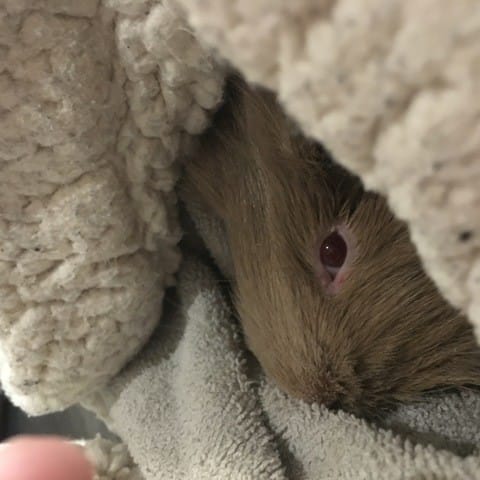 Mon rongeur est amorphe