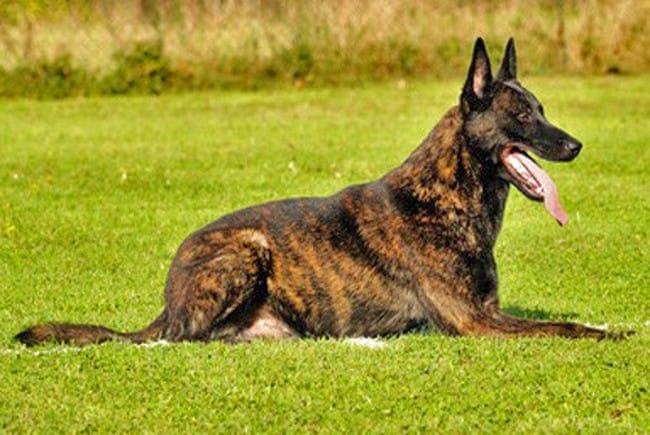 Conseils sur Berger hollandais